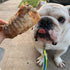(3" 16 OZ) Dog Chews Beef Trachea Dog Treat Chew Made in USA. Grass Fed Farm-Raised American Beef. Glucosamine Rich
