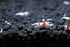 1/4 1/2 Inch (5 Count) Crystal Red S Grade Live Freshwater Aquarium Shrimp - to Long