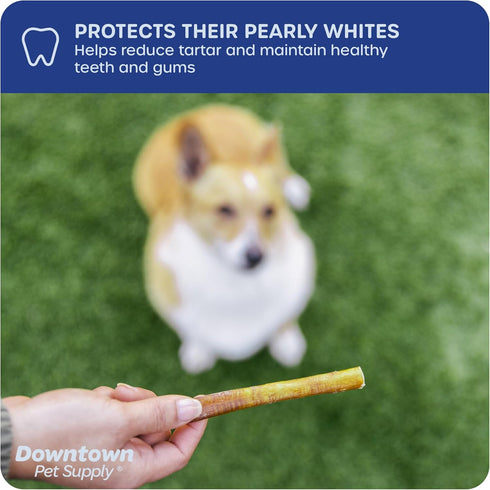 Downtown Pet Supply Thin Junior Bully Sticks, 6" - 1 LB, Long Lasting Dental Treats for Small Dogs and Puppies