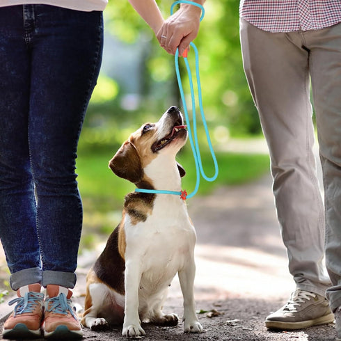 Slip Leads for Dogs, 5 FT Lightweight Rope Leash for Medium Dogs, No Pull Training Leash, Quick Put On and Take Off