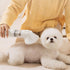 2 1 GLOGLOW Pet Grooming Vacuum, Multifunctional in Powerful Pet Grooming Vacuum Cleaner Portable Automatic Shedding