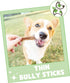 Nature Gnaws Thin Bully Sticks for Dogs 5-6" (8oz) - Mixed Thickness, Long Lasting for Small Dogs and Puppies