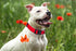 Native Pup Basic Nylon Dog Collar - Adjustable for Small, Medium, Large Pets, Cute Colors for Male, Female (Large, Red)