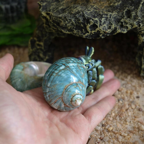 2pcs 1", (2pcs Medium Hermit Crab Shells, M Size Opening Natural Sea Conch, Turbo Seashells for Hermit Crab Supplies