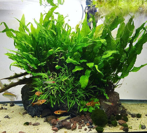 (1 SubstrateSource Java Fern Live Aquarium Plants - Freshwater Plant for Fish Tanks - Beginner Friendly, Low Light