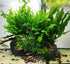 (1 SubstrateSource Java Fern Live Aquarium Plants - Freshwater Plant for Fish Tanks - Beginner Friendly, Low Light