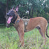 ICEFANG GN8 Quick-Moving Tactical Dog Harness with 2x Metal Buckles for X-Large Dogs, Reflective K9 Vest