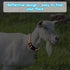 5 Pack Reflective Goat Collars with Bells, Adjustable Nylon Collar Set for Small Farm Animals, Loud Bronze Bell for
