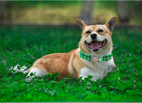 St. Patrick's Day Dog Collar by Lionheart glory, Green Plaid Adjustable Heavy-Duty Collar for Small Female Dogs
