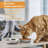 Cat Bowls, 2 Pcs Stainless Steel Cat Bowls for Food and Water, Whisker Fatigue Shallow Non-Slip Cat Dishes Plates for Small Dog Puppies Cats by Wellbro