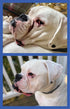 2 Pack 2 Oz. Squishface Wrinkle Paste - - Bulldog, French Bulldog, Pug, English Bulldog Cleans Wrinkles, Tear Stain