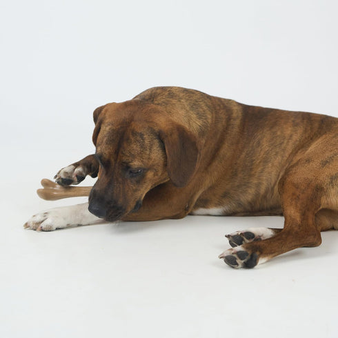 SPOT Bam-Bones Bone, 7.25in, Chicken Flavor - Durable Bamboo Fiber Dog Chew for Light to Moderate Chewers under 40lbs