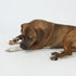 SPOT Bam-Bones Bone, 7.25in, Chicken Flavor - Durable Bamboo Fiber Dog Chew for Light to Moderate Chewers under 40lbs