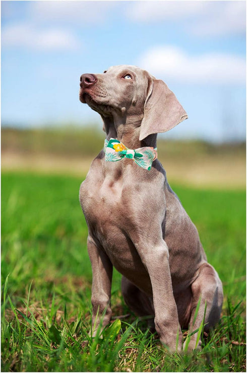 ARING PET Bowtie Dog Collar Adjustable Collars with Bow Tie for Small, Medium, Large Dogs