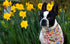 Unique Style Paws Dog Bandanas, 1PC Washable Cotton Triangle Scarfs for Small Medium Large Dogs and Cats