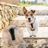 Dog Safety Clip 2pcs, Prong Collar Backup Clips with Dual Metal Clasps, Adjustable Reflective Nylon Harness to Collar
