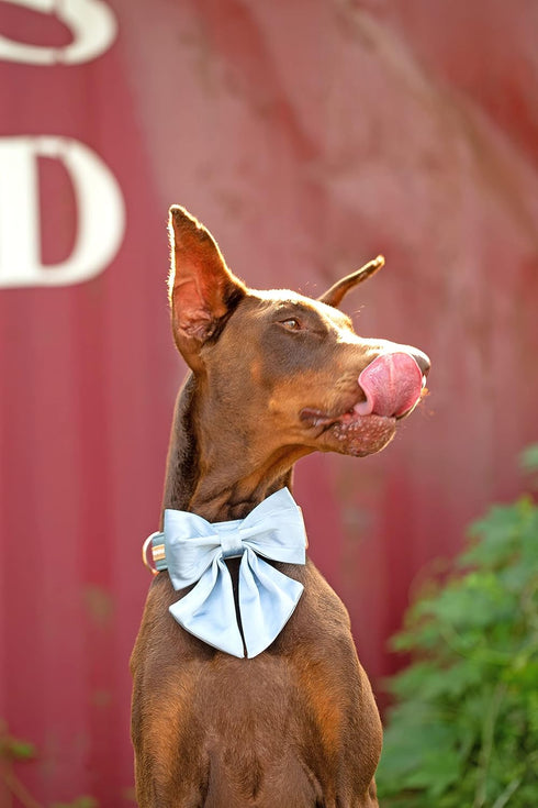 Unique Style Paws Silk Blue Dog Collar, Adjustable Durable Collar with Bowtie for Medium Dogs