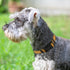 Joytale Adjustable Reflective Dog Collar, Soft Neoprene Padded Breathable Nylon for Medium Dogs, Khaki, M