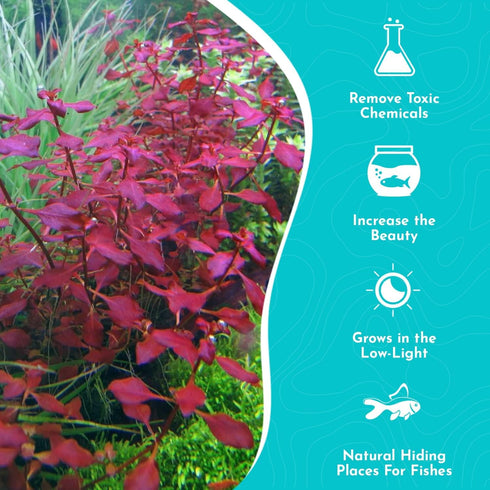 Summer 3 Pack Live Aquarium Ludwigia Repens Plants-Great Background for Fish Long Lasting & Easy to Maintain Suitable