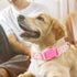 Girl Dog Collars with Daisy Patterns, Cute Pink Dog Collar for Female Dogs, Adjustable Soft Durable Pet Collars for XS Small Medium Large XL Dogs (XL)