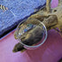 1PCS 60mm/65mm Aquarium Shrimp Feeding Dish, Glass Round Fish Feeder Bowl for Reptiles Water Food Clear Dishes Tray