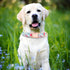 Dog Collar and Leash Set for Girls, Adjustable Puppy Collars with Floral Bow Tie for Small Medium Large Female Dogs,