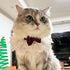 Hikiwin Costumes,Crimson,1 Elegant Lace Cat Collar with Cute Bow,Cat Collar with Bow Tie,Pet Lace Bib Collar with Cute