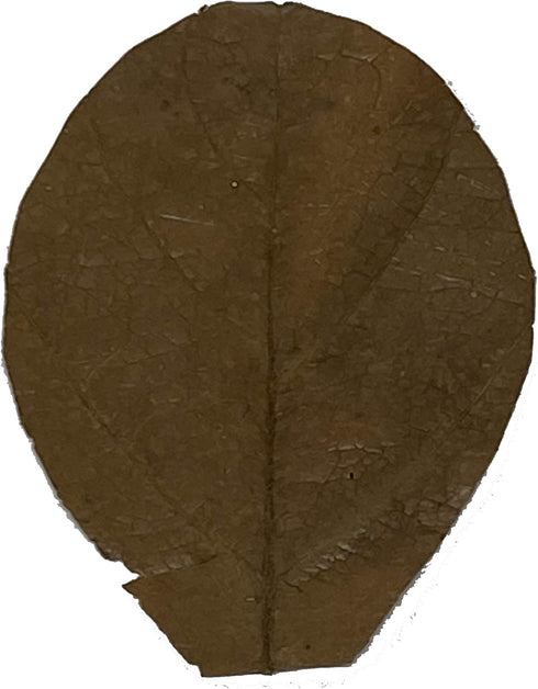 Awesome Aquatic Shrimp & Betta Leaves Catappa/Indian Almond, Dadap, Mulberry Natural Habitat Tannin Producing