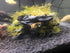 Natural Slate Rocks - PH Neutral Stone for Aquariums, Landscaping Model, Tank Decoration, 3.5 LB, 3-5 inch