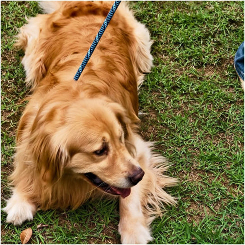 3 FT Slip Lead Dog Leash, 1/2 inch Rope for Walking and Training, No Pull Strong Nylon Leash for Medium and Large Dogs