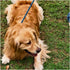 3 FT Slip Lead Dog Leash, 1/2 inch Rope for Walking and Training, No Pull Strong Nylon Leash for Medium and Large Dogs
