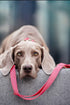 Soft Leather Dog Collar and Leash Set (6.6'), Stylish Rose Gold Heavy Duty Metal Buckle, Dark Pink M (13.8"-19.7")