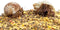 Store Nature Gift 2 Live Hermit Crabs Shipped Now+4oz Hermit Crab Food: Land