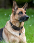 Joytale Leather Dog Collar for Large Dogs, Genuine Heavy Duty Wide Collar with QR ID Tag, Soft Metal Buckle, Black, XL