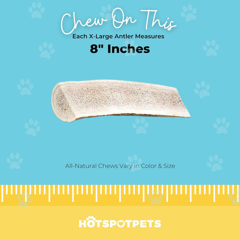 hotspot pets Split Elk Antlers for Dogs X-Large 8+ Inches- Premium Elk Antlers for Dogs 50+Lbs (2 Pack) Naturally Shed
