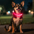 Candofly Puppy Light Up Dog Collar - USB Rechargeable LED Dog Collar for Small Dogs & Cats, Night Walking (X-Small,