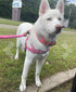 Dazzling Rhinestone Dog Collar, Soft Suede Reflective Crystal Diamond Collar for Medium & Large Dogs (Hot Pink,