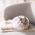 FUKUMARU Cat Scratcher Mat, 23.6 X 15.7 Inch Natural Sisal, Horizontal Cat Floor Scratching Pad (Cream - Thicken)