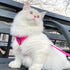 Voyager Step-in Lock Adjustable Cat Harness with Leash Combo Set - Best Pet Supplies, Fuchsia, XXS