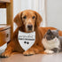 Guess What? Mom's Pregnant Dog Bandana Pregnancy Announcement Baby Announcement Dog Bandana for Dogs Pregnancy