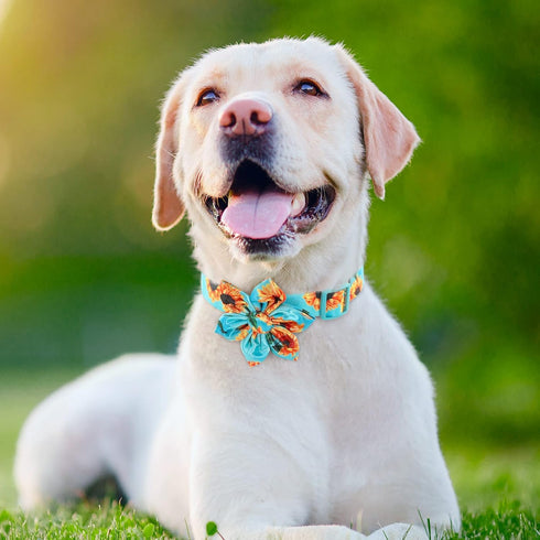 Cute Dog Collar - Fancy Floral Boy Dog Collar with Sunflower Bowtie for Small Medium Large Dogs, Spring Summer Design