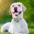 Cute Dog Collar - Fancy Floral Boy Dog Collar with Sunflower Bowtie for Small Medium Large Dogs, Spring Summer Design