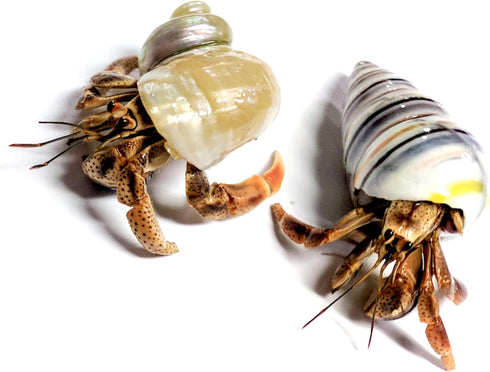 Store 2 Now+4oz 2 Nature Gift Live Hermit Crabs Shipped Hermit Crab Food: Land Crabs with Extra Shells