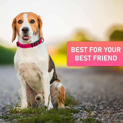 Adjustable Dog Collar with Safety Lock Buckle - Made in USA, Honeycomb Waterproof Heavy Duty Collar for Medium Large