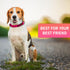 Adjustable Dog Collar with Safety Lock Buckle - Made in USA, Honeycomb Waterproof Heavy Duty Collar for Medium Large