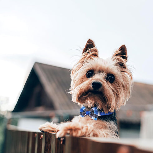 Segarty Bow Ties for Dogs, 80pcs Bowtie Collars for Small Medium Pets, Comfortable Adjustable Neck Bow Tie Grooming