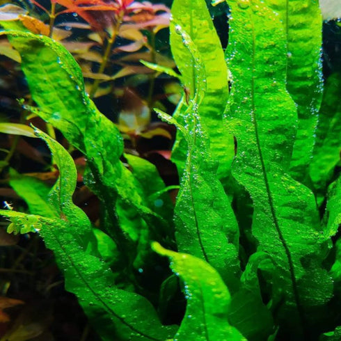 PLANTEREST BUY2GET1FREE Microsorium Pteropus Java Fern Potted Live Aquarium Plant Tropical Freshwater Decorations