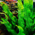 PLANTEREST BUY2GET1FREE Microsorium Pteropus Java Fern Potted Live Aquarium Plant Tropical Freshwater Decorations
