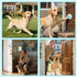 Yoiilifee 1000 IP65 60 Dog Door Bell for Potty Training, Smart Wireless Doggie Doorbell to Go Outside, Feet Long Range