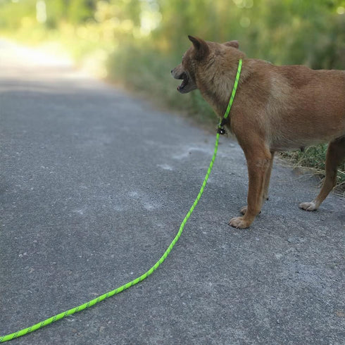 7Ft Slip Lead Dog Leash for Small Dogs, Lightweight Nylon Rope No Pull Training Leash, Green